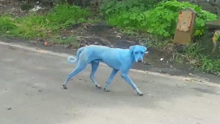 El Extrano Caso De Los Perros Azules En La India