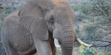 Elefante Mato A Una Mujer Y Luego Fue A Su Funeral A Pisarla