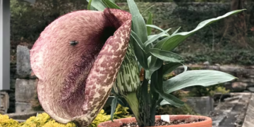 Esta Flor Imita El Ano De Un Caballo Muerto Para Atraer A Los Insectos