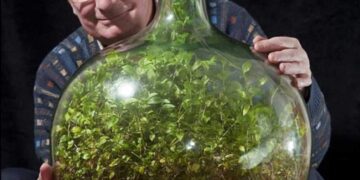 Este Senor Creo Un Ecosistema En Miniatura