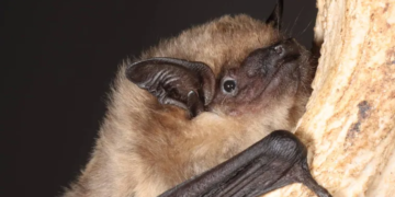 Estos Murcielagos Tienen Un Pene Tan Gigantesco Que Lo Usan Como Brazo Durante El Sexo Pero No Para La Penetracion