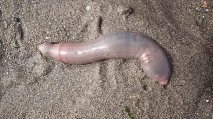 miles de ‘peces pene aparecen en una playa de california