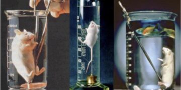 🌏 El Perfluorocarbono Es Un Liquido Que Te Permitiria Respirar Si Estuvieras Sumergido En El