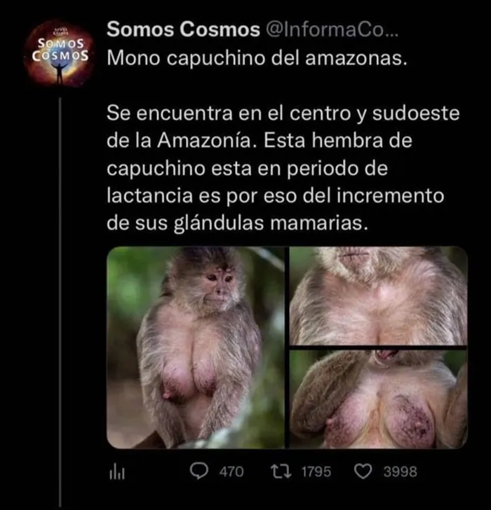 Los Monos Capuchinos Deberian Ser Eternos