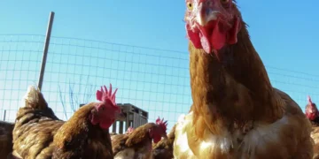 Las Gallinas Tambien Pueden Sonrojarse Segun Un Estudio