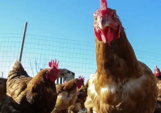 Las Gallinas Tambien Pueden Sonrojarse Segun Un Estudio