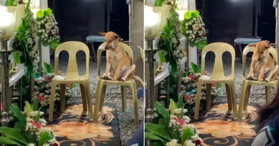 Perrito llora desconsolado durante el funeral de su dueña 17 Perrito Llora Desconsolado Durante El Funeral De Su Duena