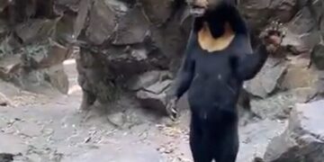 Un Zoo De China Desmiente Que Su Oso Sea Un Senor Disfrazado