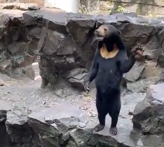 Un zoo de china desmiente que su oso sea un señor disfrazado. 25 Un Zoo De China Desmiente Que Su Oso Sea Un Senor Disfrazado