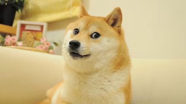 Kabosu El Iconico Shiba Inu Que Inspiro Innumerables Memes De Doge Ha Muerto A Los 18 Anos