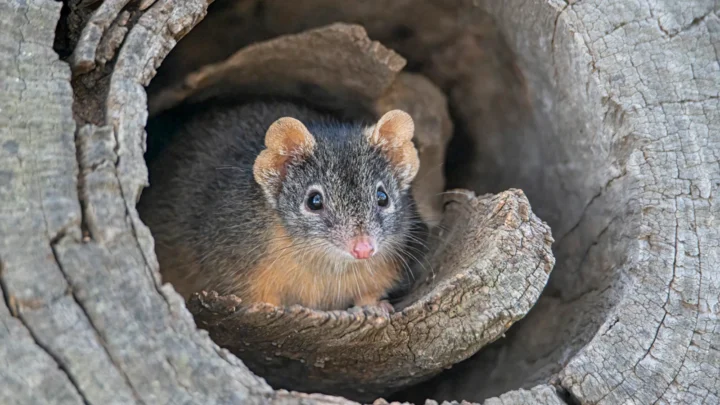 orgias de tres semanas y 14 horas al dia asi es el raton que deja de dormir porque solo puede pensar en sexo