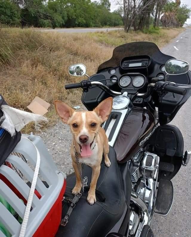 Perrito Acude a Funeral de su Dueño que Murió en Accidente en Moto.. ¡Lo Despidió! 5 02