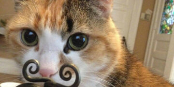 Las Mejores Fotos De Gatos Que Veras Hoy Segun La Biblia