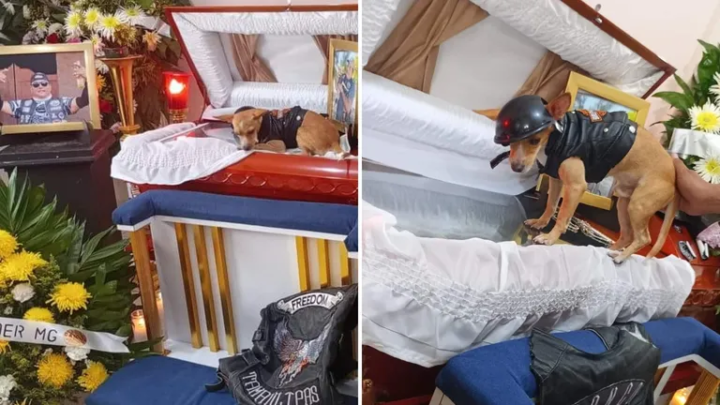Perrito Acude a Funeral de su Dueño que Murió en Accidente en Moto.. ¡Lo Despidió! 3 perrito acude a funeral de su dueno que murio en accidente en moto ¡lo despidio