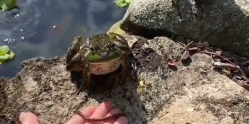 Anda Come Lindo Sapito