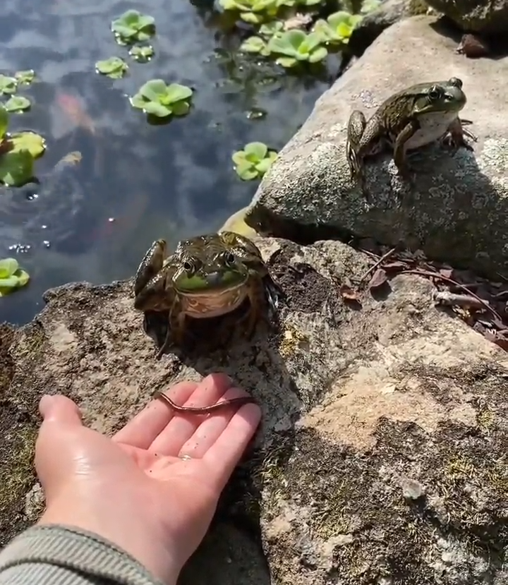 Anda Come Lindo Sapito