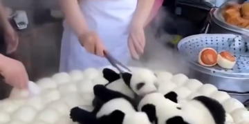 Asi Nacen Los Pinchis Osos Pandas