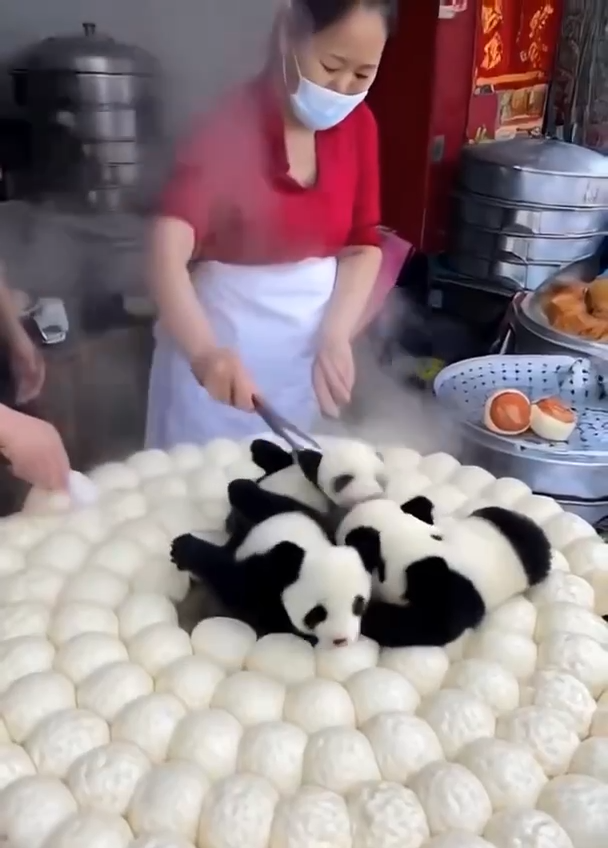 Asi Nacen Los Pinchis Osos Pandas