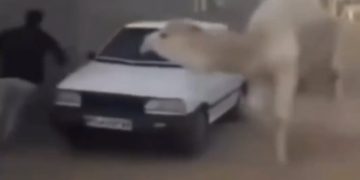 Los Camellos No Se Andan Con Mamadas