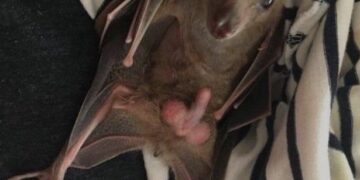 Me He Comprado Un Loro Alguien Sabe Como Ensenarle A Hablar