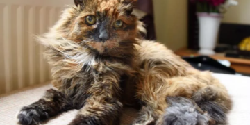 Muere Con 33 Anos La Gata Mas Vieja Del Mundo