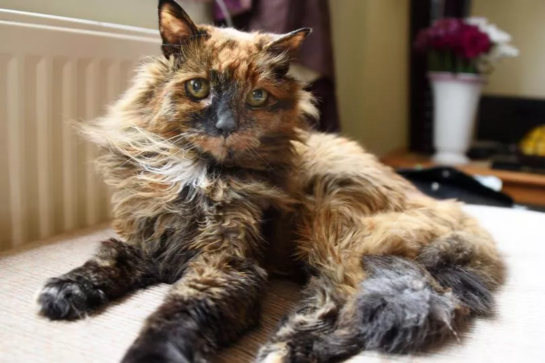 Muere Con 33 Anos La Gata Mas Vieja Del Mundo