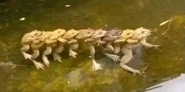 Se Pusieron Raros Los Sapos Del Estanque