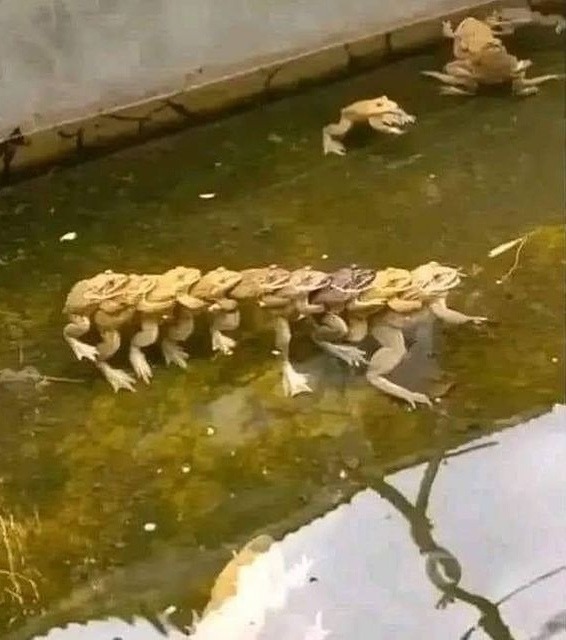 Se Pusieron Raros Los Sapos Del Estanque