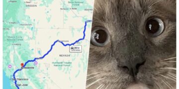 Un Gato Perdido Hace 2 Meses A 1500km De Su Casa Ha Vuelto Y Nadie Sabe Como