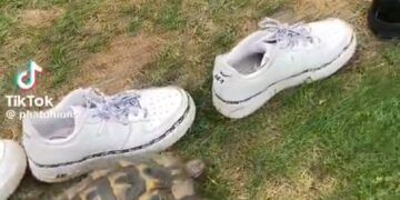 ¿sabias Que Las Tortugas Son Muy Racіstas