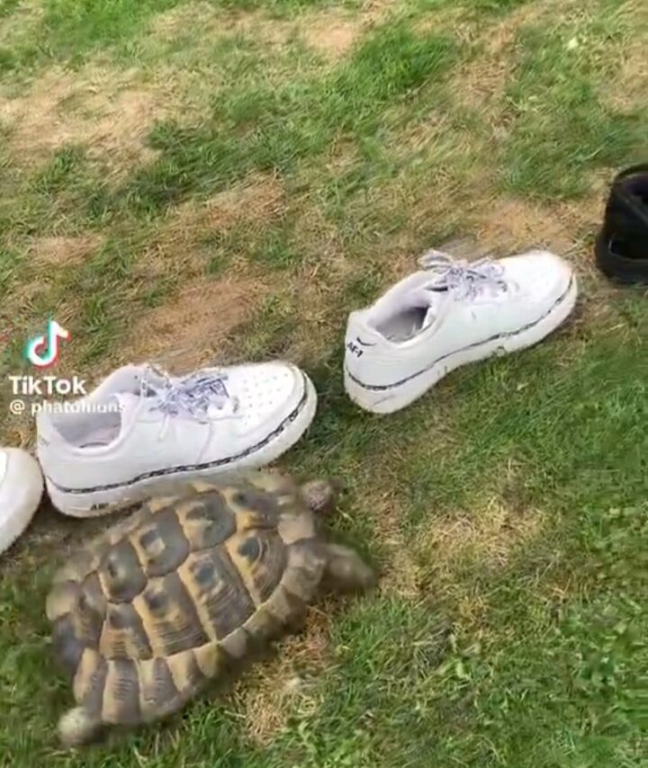 ¿sabias que las tortugas son muy racіstas