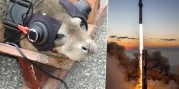 Atar Dos Focas Y Obligarlas A Escuchar Explosiones La Extrana Peticion Que Recibio Spacex De Las Autoridades Segun Elon Musk