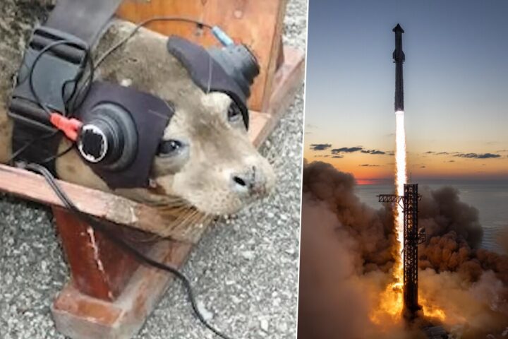 Atar dos focas y obligarlas a escuchar explosiones: la extraña petición que recibió SpaceX de las autoridades, según Elon Musk