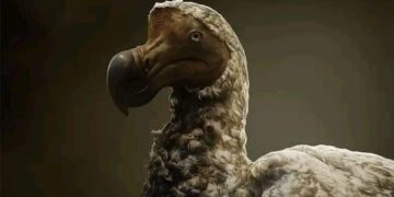 El Dodo