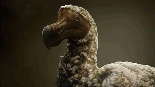 El Dodo