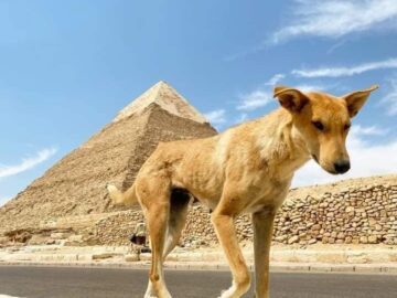 El Perro Baladi Que Conquisto La Gran Piramide Se Convierte En Sensacion Global