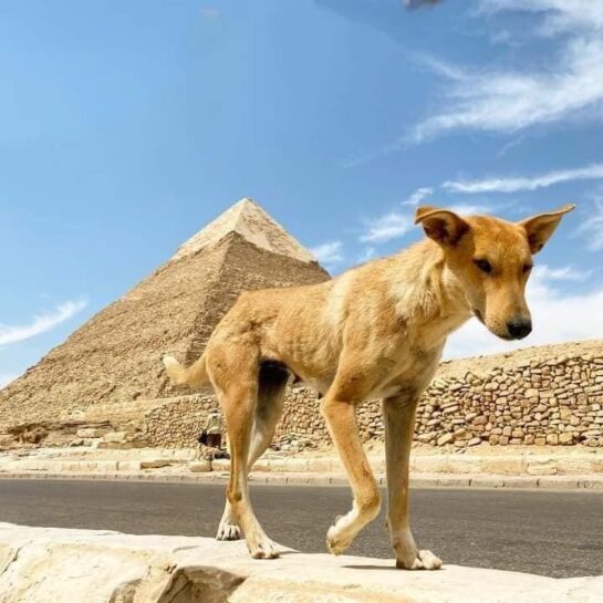 El Perro Baladi Que Conquisto La Gran Piramide Se Convierte En Sensacion Global