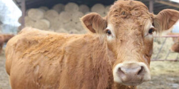 Ni Michael Bay Hubiese Escrito Una Historia Asi