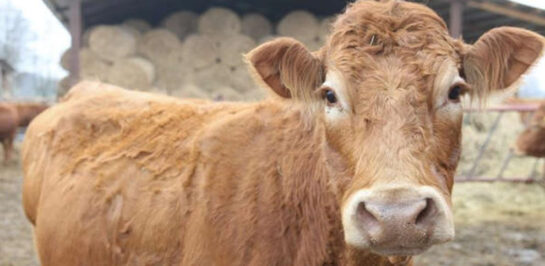 Ni Michael Bay Hubiese Escrito Una Historia Asi