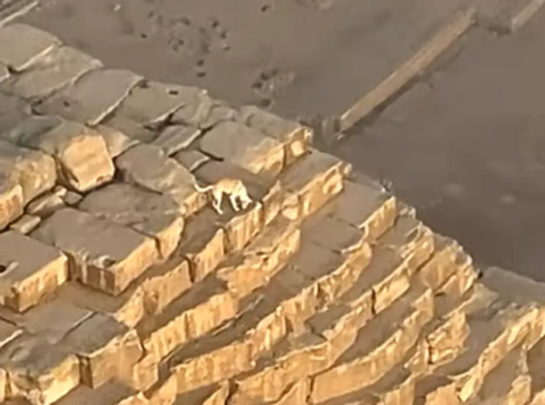 Perro Es Visto En La Cima De La Gran Piramide De Giza Y Nadie Sabe Como Llego Ahi