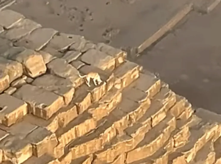 perro es visto en la cima de la gran piramide de giza y nadie sabe como llego ahi