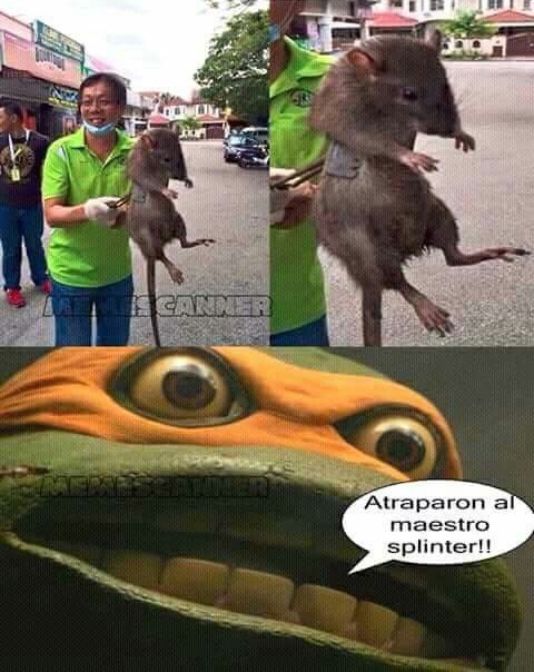 Ratas Chinas Que Podrian Ensenarte Artes Marciales