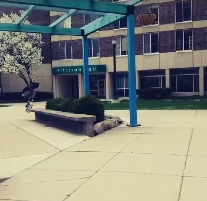 Se Convirtio En Pajaro