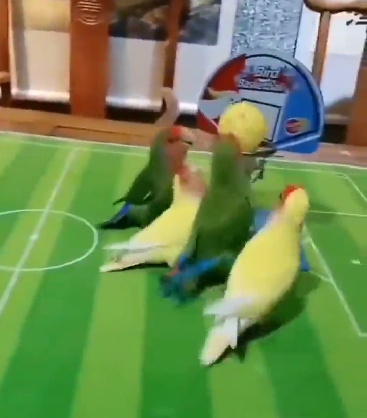 Se Puso Bueno El Juego Resultado 5 4