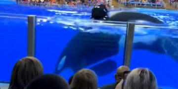Una Orca Le Manda Un Mensaje A Los Espectadores Los Odio