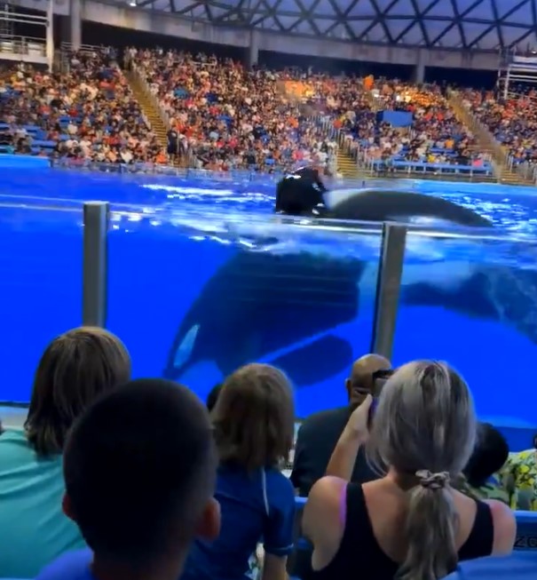 Una Orca Le Manda Un Mensaje A Los Espectadores Los Odio