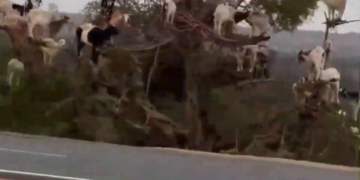 Y Asi Es Como Nacen Los Chivos De Tu Colonia