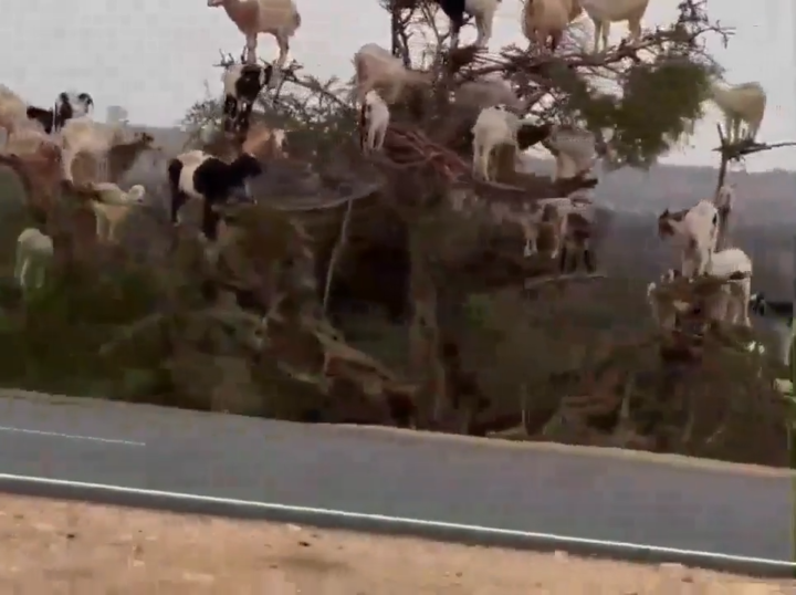 Y Asi Es Como Nacen Los Chivos De Tu Colonia