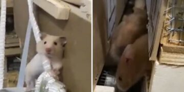 130 Hamsteres Se Escapan De Sus Jaulas En Pleno Vuelo Y Paralizan Un Avion