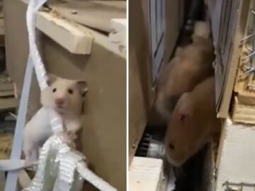 130 Hamsteres Se Escapan De Sus Jaulas En Pleno Vuelo Y Paralizan Un Avion